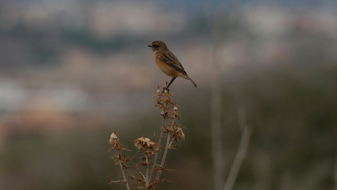 4 Day Birding Tour from Marrakech to Boumalne Dades