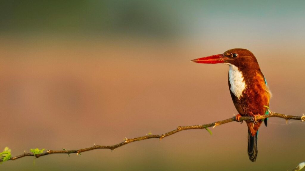 7 day marrakech to sahara desert birding tour in morocco