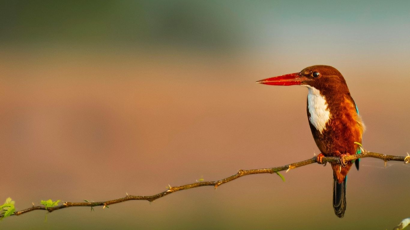 7 day marrakech to sahara desert birding tour in morocco