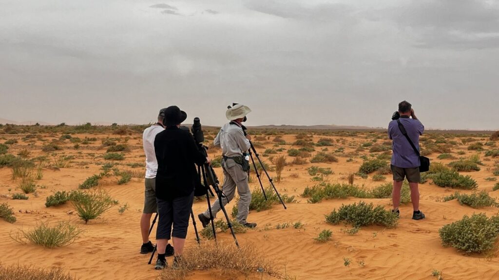 Full Day Birding Trip in Merzouga Desert