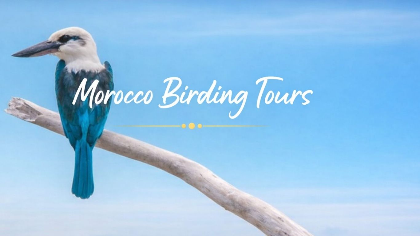 morocco birding tours , BIRDS OF MOROCCO