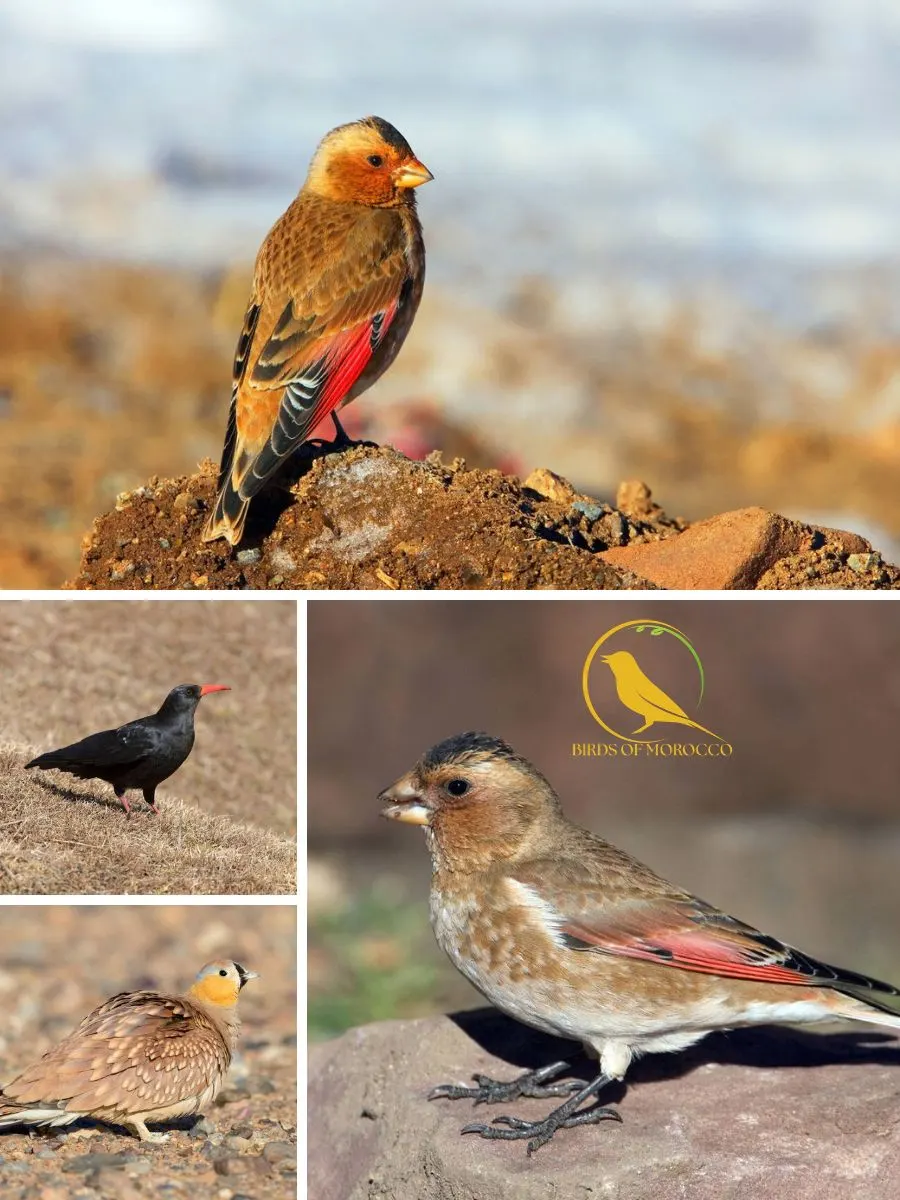 Birds of Morocco Tours for nature and wildlife enthusiasts exploring Morocco’s birdwatching destinations
