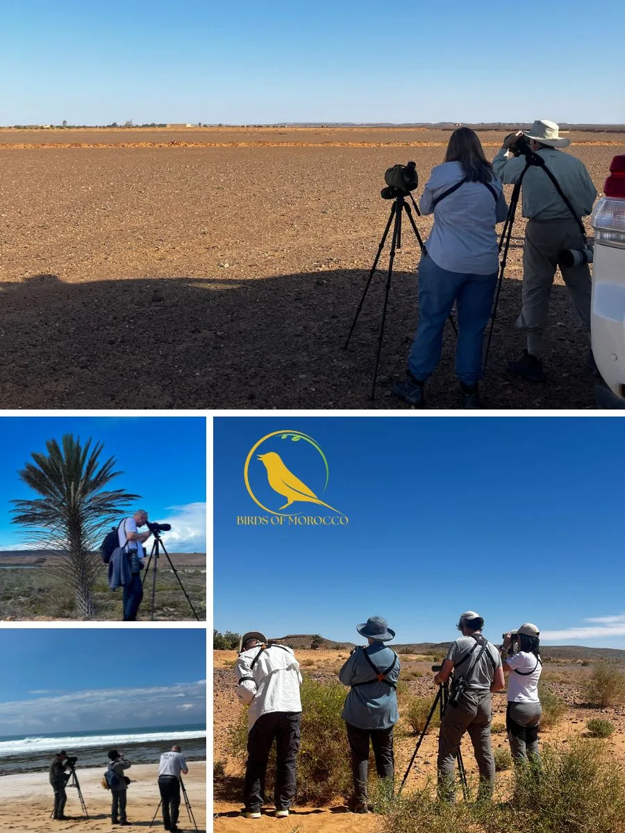 Birds of Morocco passionate local birding experts guiding wildlife and birdwatching tours in Morocco