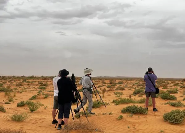 Birdwatching tours in Morocco exploring wetlands mountains and desert bird species