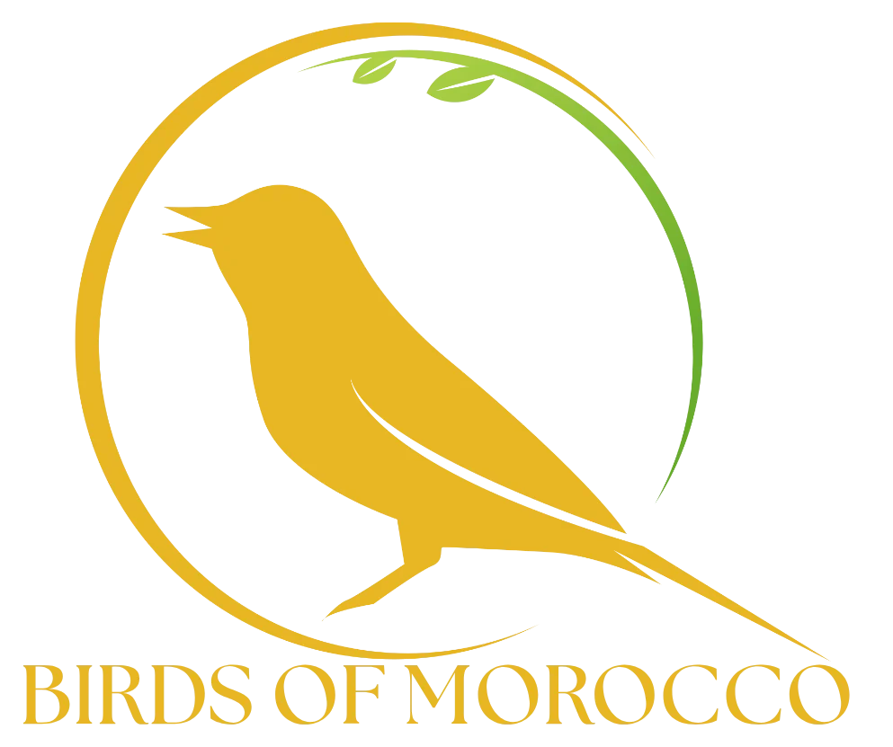 Footer Logo