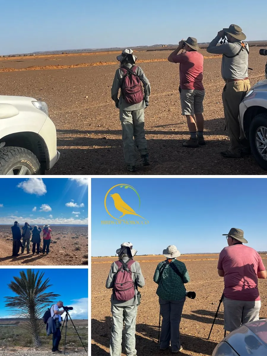 Wildlife tours in Morocco with Birds of Morocco Tours exploring natural habitats and birdwatching locations